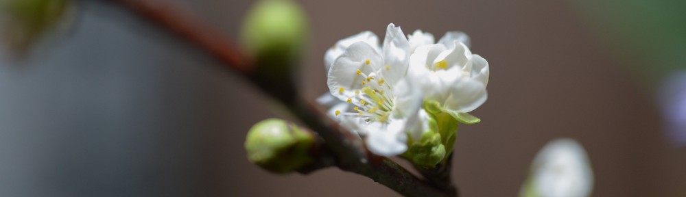 Dweud fy nweud  II Having my say